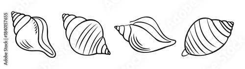 Collection of four distinct seashell outlines for summer vacation and coastal theme projects.