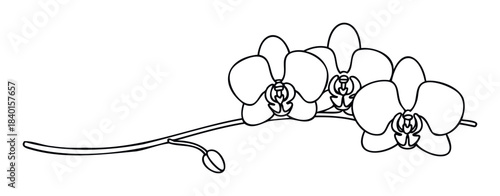 Elegant line art drawing of a blooming orchid stem with delicate flowers and a bud, perfect for floral decor and nature themed projects