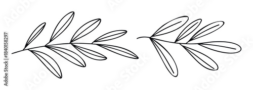 Minimalist black outline branches with leaves conveying organic growth and natural simplicity, perfect for use in branding, decorative elements, or seasonal themes.