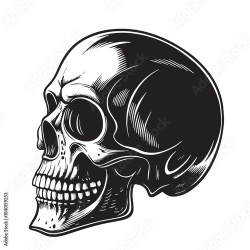 Black skull Silhouette Vector, High Quality Illustration on White Background