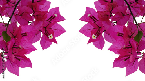 Pink bougainvillea flowers and green leaves on natural branches forming wide floral frame transfer background