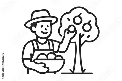 Smiling person wearing a sun hat picking fresh fruit from a small tree into a basket during harvest season