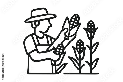 Agricultural worker picking ripe maize from stalks during harvest season