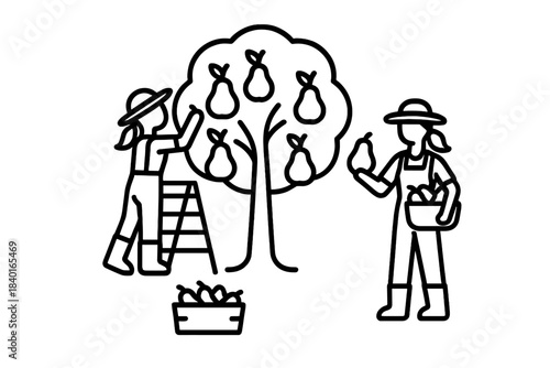 Farm workers harvesting ripe pears from a fruit tree using a ladder in autumn