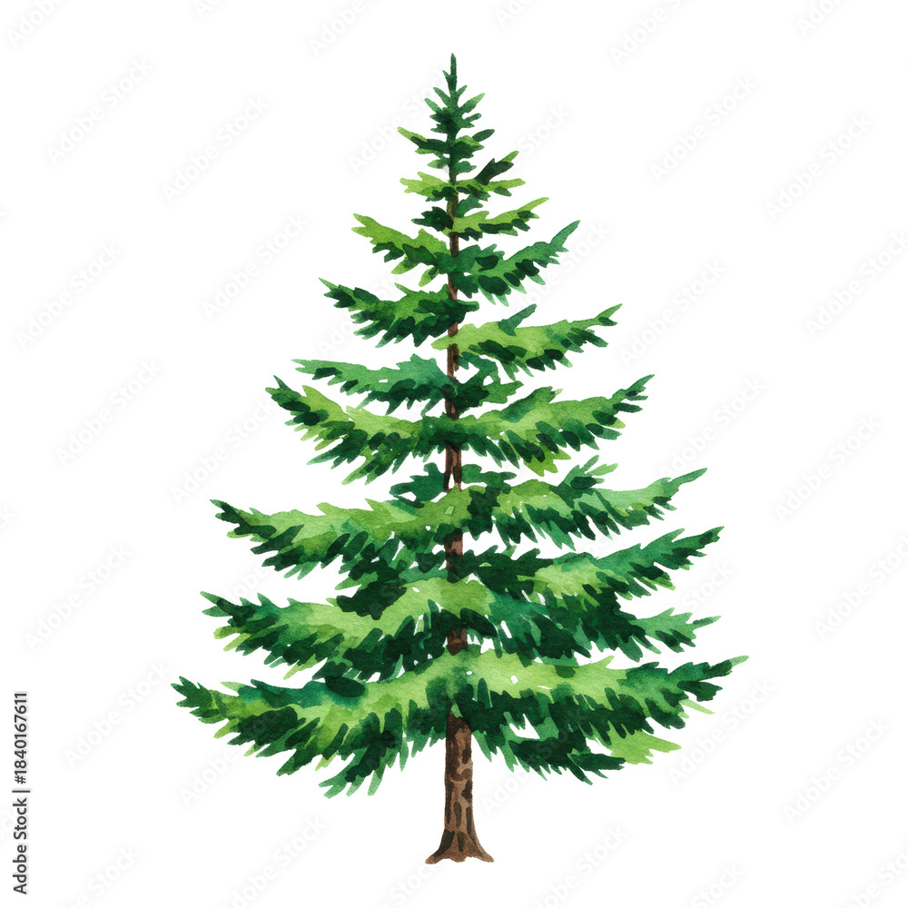 Fototapeta premium A detailed pyramidal fir tree illustration in vibrant emerald and forest green watercolor hues, isolated on a transparent background with delicate brush strokes. Concept for winter holiday design