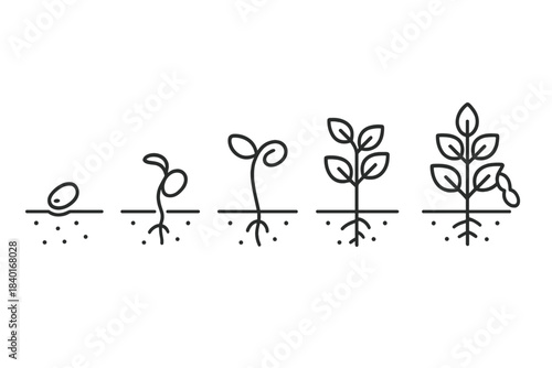 Stages of plant growth from seed to mature seedling with roots and leaves