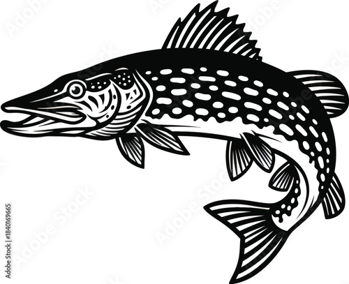 Northern pike fish detailed vector illustration