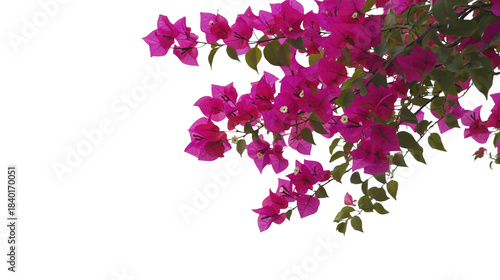 Bougainvillea vine branches filled with vivid pink flowers and fresh green leaves arranged as a curved floral border transfer background