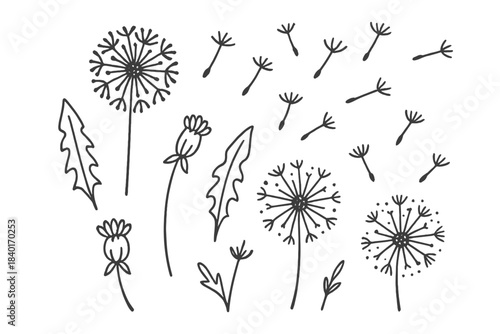 Hand drawn doodle style dandelion flowers, seed heads, leaves, and flying seeds