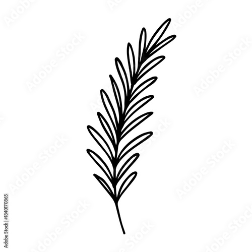 Rosemary Sprig Line Art Vector Illustration