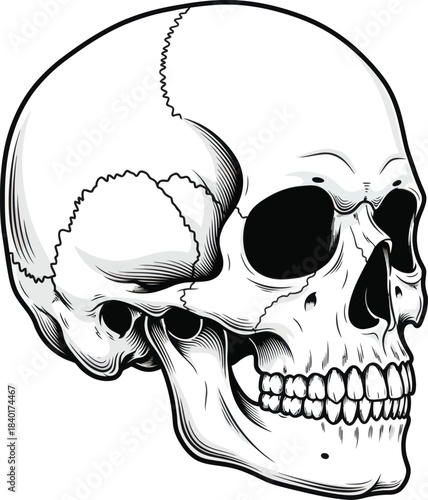 Realistic human skull illustration vector
