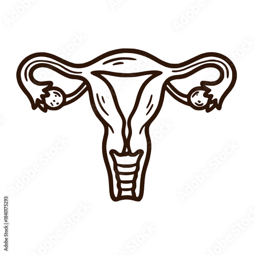Female uterus reproductive anatomy medical line icon