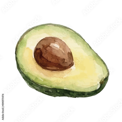 Watercolor-style avocado illustration／アボカド