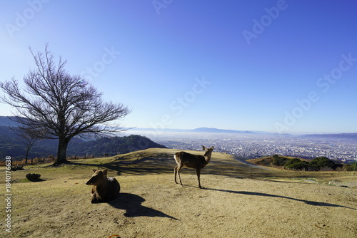 奈良 若草山頂から見た風景