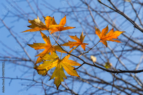 Close-up of autumn foliages of Liquidambar styraciflua, commonly called American sweetgum (Amber tree) in shades of yellow, orange, and green hang from branch against clear blue sky