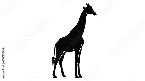 A striking black giraffe stands tall against a white background silhouette