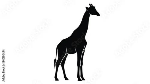 Fototapeta samoprzylepna A striking black giraffe stands tall against a white background silhouette