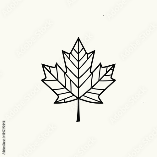 Detailed illustration of a maple leaf with intricate veins