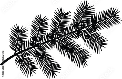 Evergreen pine branch silhouette with berries, detailed botanical foliage illustration, natural conifer design element, winter holiday decoration graphic artworkEvergreen pine branch silhouette with 