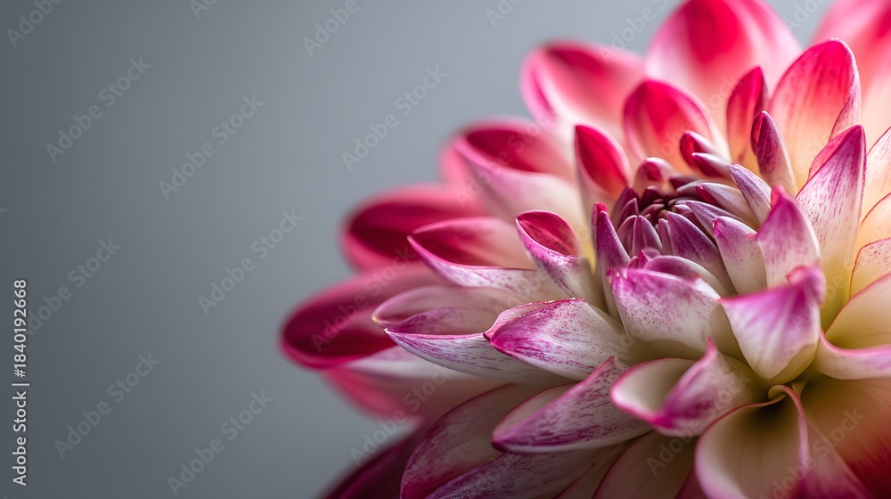 Fototapeta premium Close-up of a blooming dahlia flower, showcasing delicate petals in shades of pink and white
