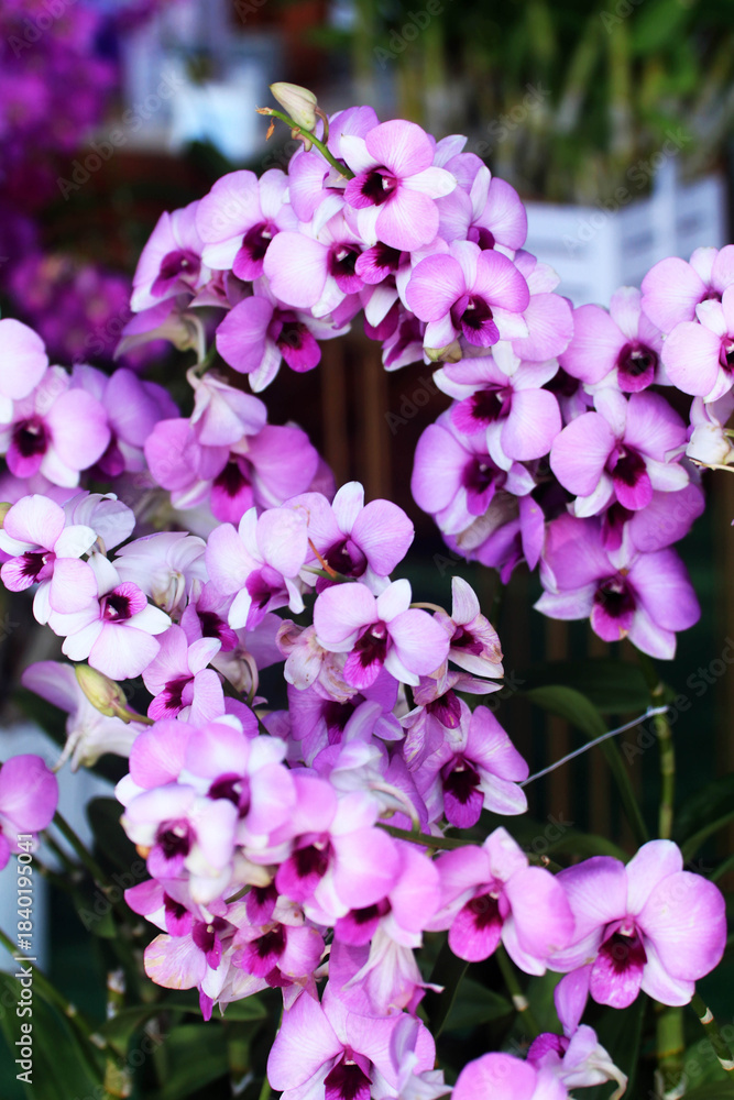 Fototapeta premium Pink and purple flowers blooming in a garden close up with soft petals and green leaves in spring