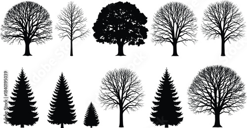 Tree silhouette collection, diverse deciduous and evergreen shapes, detailed botanical illustrations, winter leafless branches, forest graphic elements for nature design projects