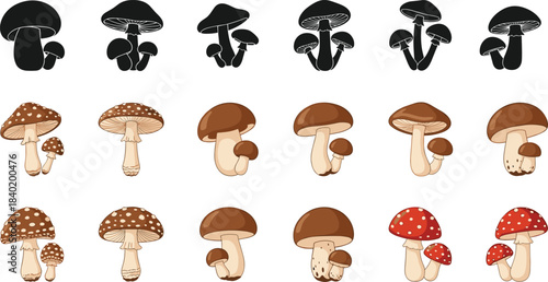 Mushroom and Toadstool Illustration Set, Detailed Amanita and Boletus Fungi, Color and Black Silhouette Icons, Nature Vector
