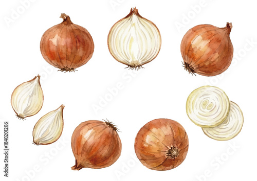 Watercolor-style onion illustration／玉ねぎ