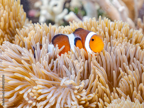 カクレクマノミ, Ocellaris clownfish, Amphiprion ocellaris, クマノミ亜科,
ハタゴイソギンチャク, Giant carpet anemone, Gigantic sea anemone, Stichodactyla gigantea, ハタゴイソギンチャク科,
阿嘉島阿嘉ビーチ（真謝浜）
沖縄県島尻郡慶良間諸島-2025
沖縄本島から40km西方にある