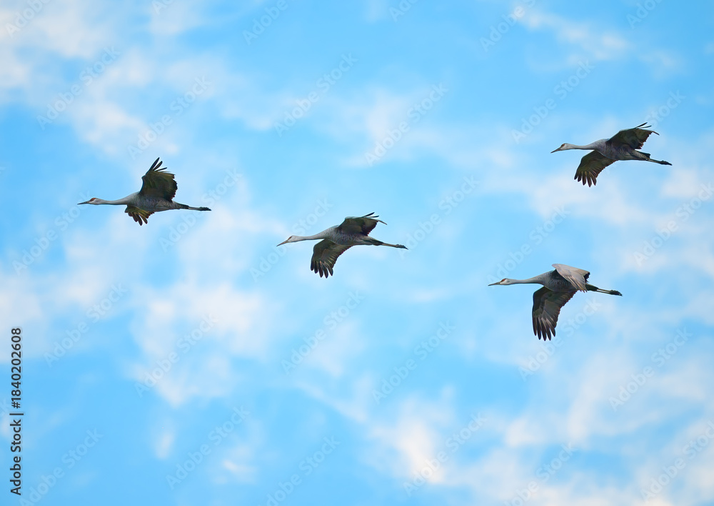 Fototapeta premium Sandhill cranes flying overhead with a background of blue sky and fluffy white clouds