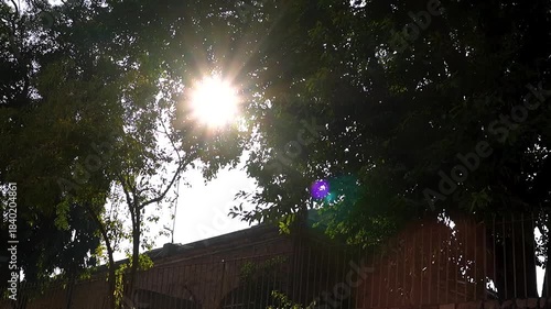 Sun Rays Shining Through Tree Leaves, Natural Sunlight Background, Golden Sunlight Filtering Through Tree Leaves, Peaceful Nature Scene,Sunbeams Passing Through Green Foliage, Natural Light Background