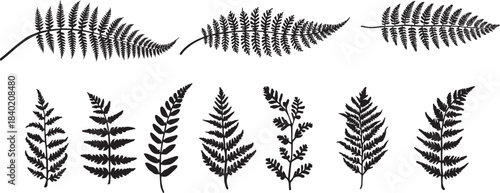 Collection of delicate black silhouette fern fronds and leaves on a white background