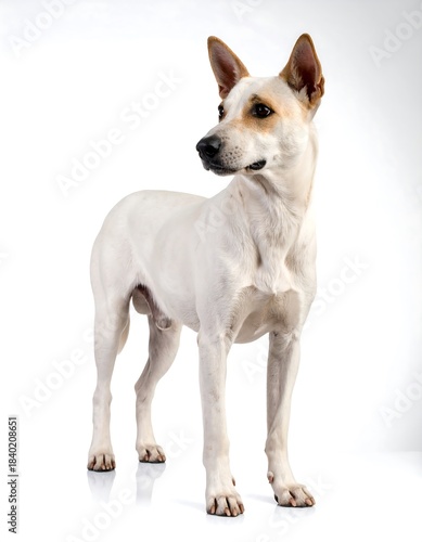 Studio shot of a cream-colored dog