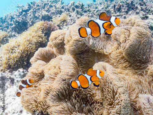 カクレクマノミ, Ocellaris clownfish, Amphiprion ocellaris, クマノミ亜科,
ハタゴイソギンチャク, Giant carpet anemone, Gigantic sea anemone, Stichodactyla gigantea, ハタゴイソギンチャク科,
阿嘉島阿嘉ビーチ（真謝浜）
沖縄県島尻郡慶良間諸島-2025
沖縄本島から40km西方にある