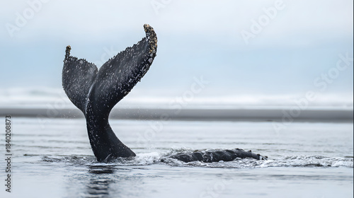 motherliness. Beached whale with tail fin splashing in shallow water under overcast sky. wildlife magazines, conservation campaigns, designed for eco-tourism storytelling.