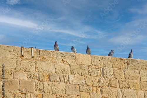 pigeons on the wall