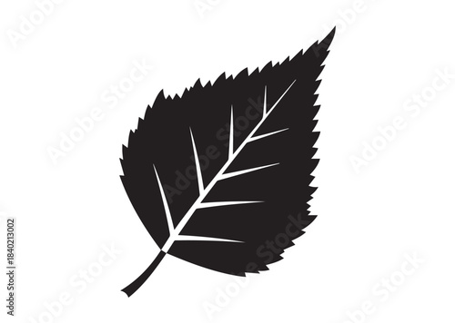 Birch leaf icon, Birch leaf silhouette vector