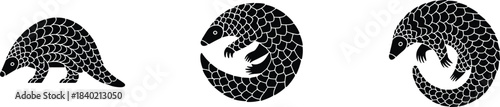 Minimalist black and white pangolin illustration set featuring standing, curled, and circular poses, wildlife conservation design, animal silhouette artwork