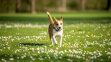 A happy brown and white dog joyfully running through a sunlit green field filled with white daisy flowers.