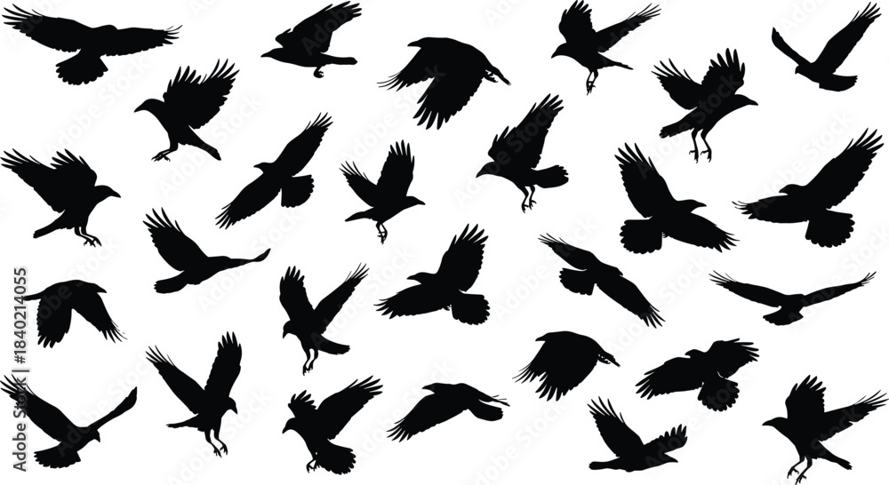 Obraz premium Flying bird silhouettes collection illustration, black raven crow shapes in motion, wildlife flight poses set, cad drawing flat vector illustration