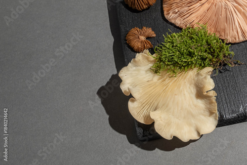 Top view still life of wild inedible mushrooms with green moss and brown nuts arranged on dark slate board over grey background, strong side light creating dramatic shadows