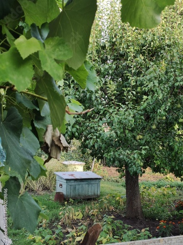 Rural Garden with Pear Tree and Beehive