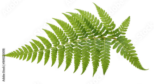 A green fern leaf on a white background.
