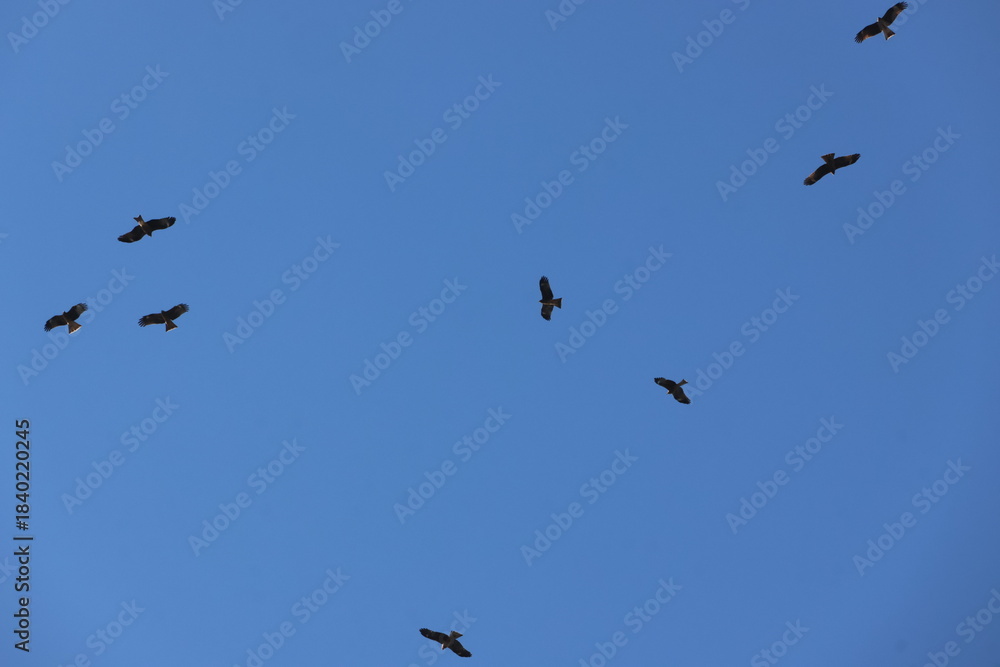 Fototapeta premium Birds in the Updraft