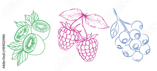 Print, Colorful Hand-drawn sketch of a Kiwi and raspberry, and blueberry, fruits outline vector illustration, vector colorful illustration, background, sketch banner, fruit icon, and logo design
