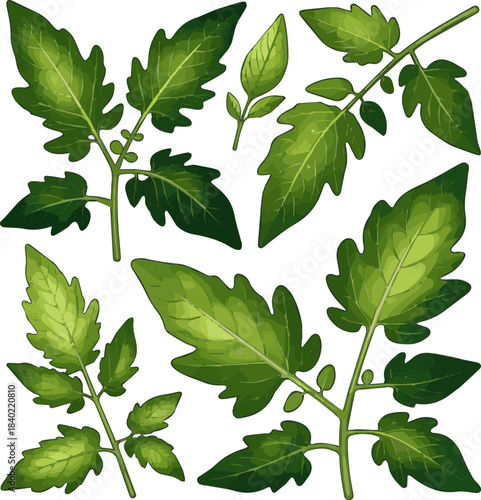 Create a kinds of deferent realistic fresh vibrant green tomato plant leaf displays its intricate natural detail, isolated perfectly available as a clean vector art with white background.