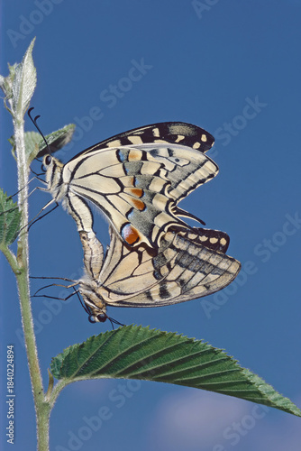 mating of yellow swallowtail butterflies
