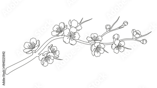 Delicate Cherry Blossom Branch Illustration.