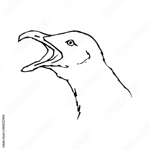 sketch of a seagull head with an open beak. Vintage line art portrait