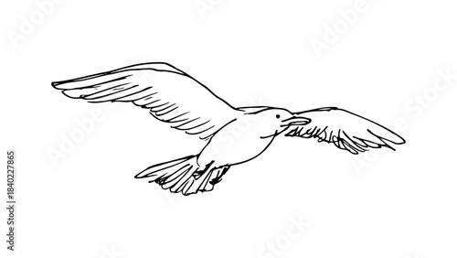 Hand drawn sketch of a seagull or bird soaring in flight. Simple vintage line art